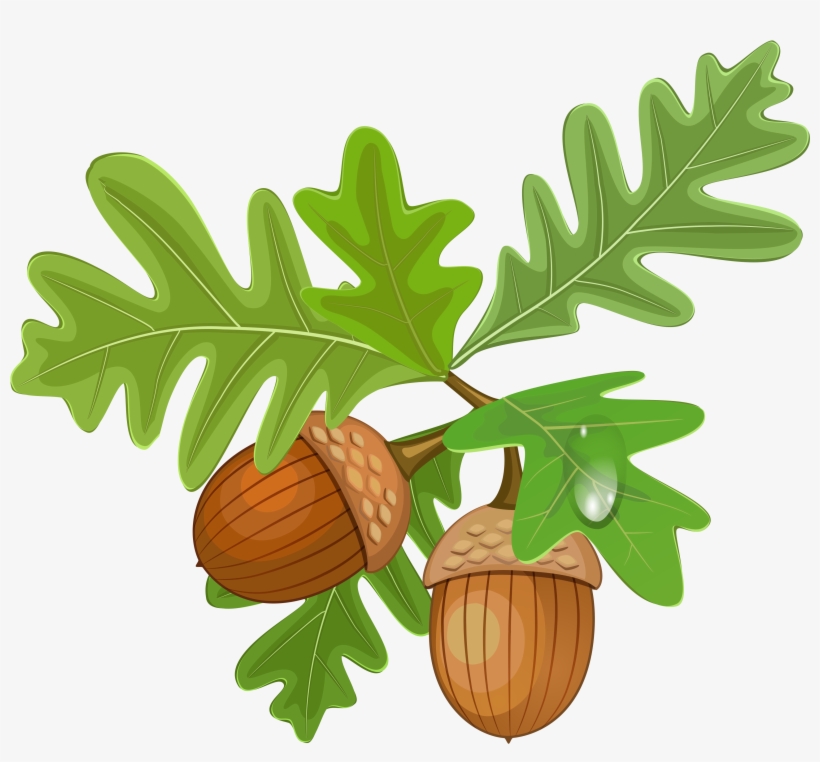 Transparent Leaves With Acorns - Acorn Clipart Free, transparent png #794664
