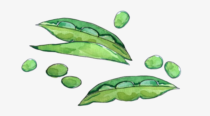 Peas June2018 Lyndsay - Green Pea, transparent png #794831