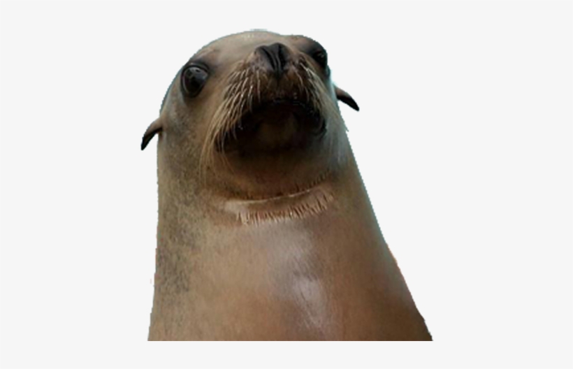 Galapagos Sea Lions - Justin Bieber, transparent png #795389