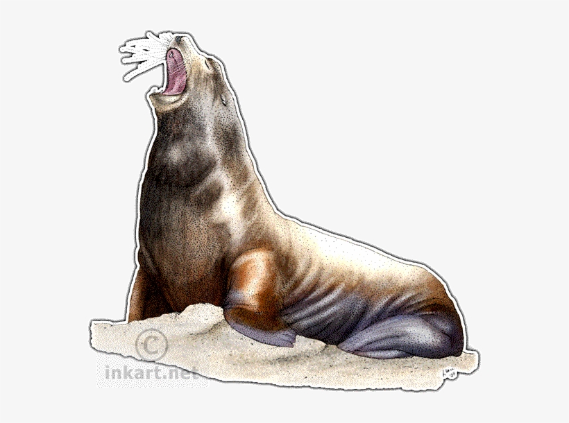 California Sea Lion Decal - California Sea Lion Greeting Card, transparent png #795539