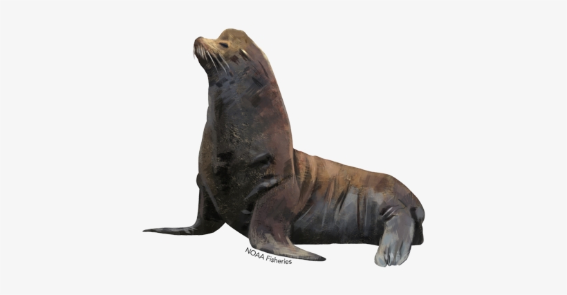 California Sea Lion - Jack Russell Bronze Sculpture, transparent png #795584