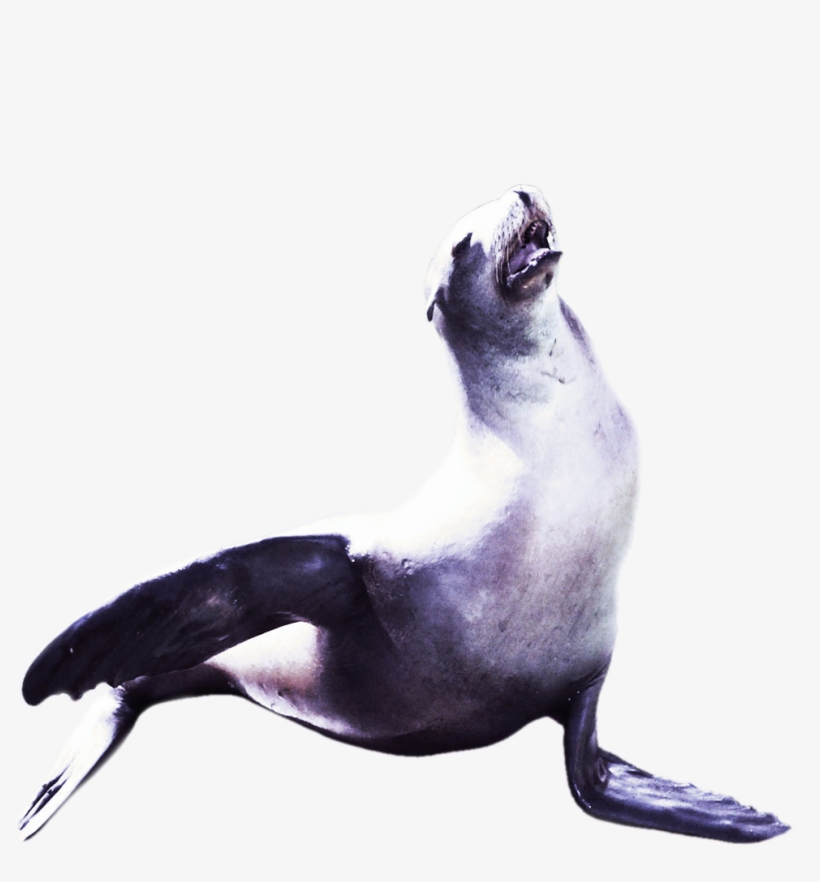 Animalsea Lion Proclamation - Lion, transparent png #795806