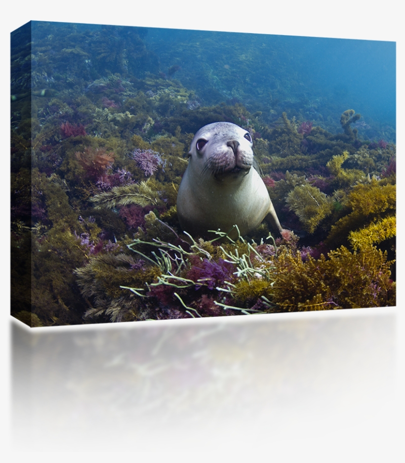 Baby Sea Lion - Punxsutawney Phil, transparent png #795907