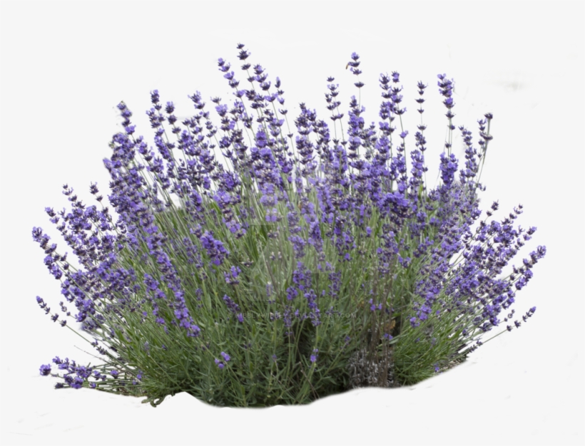 Download Lavender Bush White Background Clipart English - Lavender, transparent png #796887