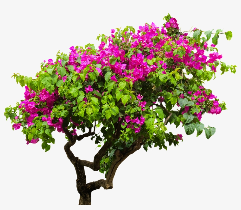 Nature, Tree, Bougainvillea, Plant, Bush, Sand - Bougainvillea On Transparent Background, transparent png #796963