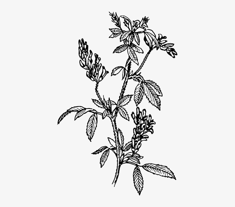 Leaf Branches Flower Plant Leaves Bush Herb - Alfalfa Clip Art, transparent png #797129