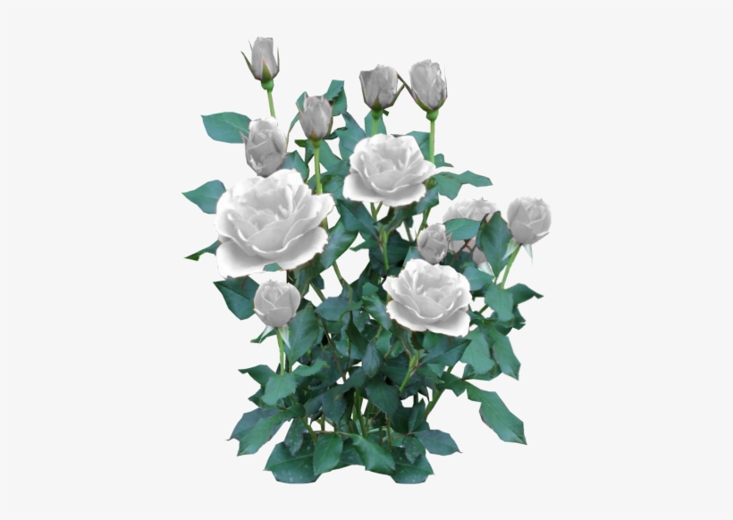 Rose Bush White - White Rose Bush Png, transparent png #797207