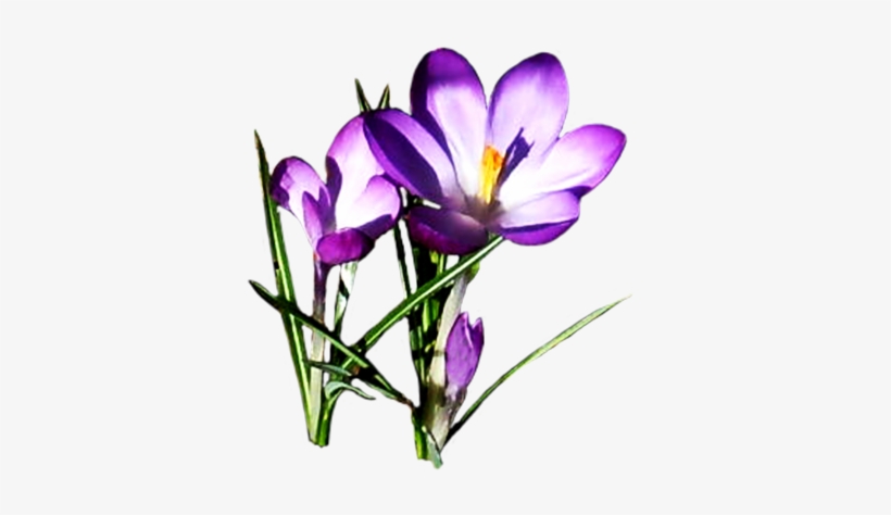 Clipart Spring Flowers, transparent png #797255