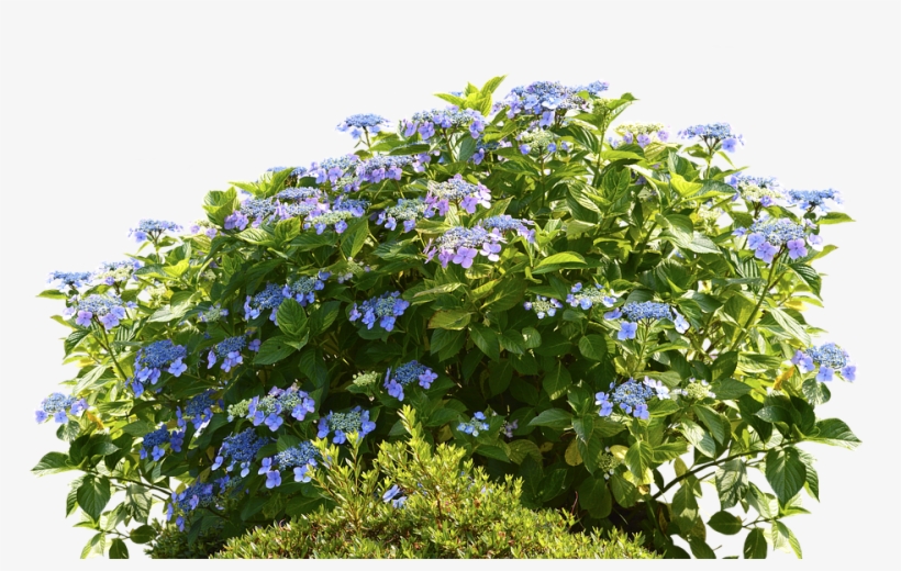 Hydrangeas, Hydrangea Bush, Bush, Nature, Spring, Flora - ไม้ พุ่ม Png, transparent png #797259