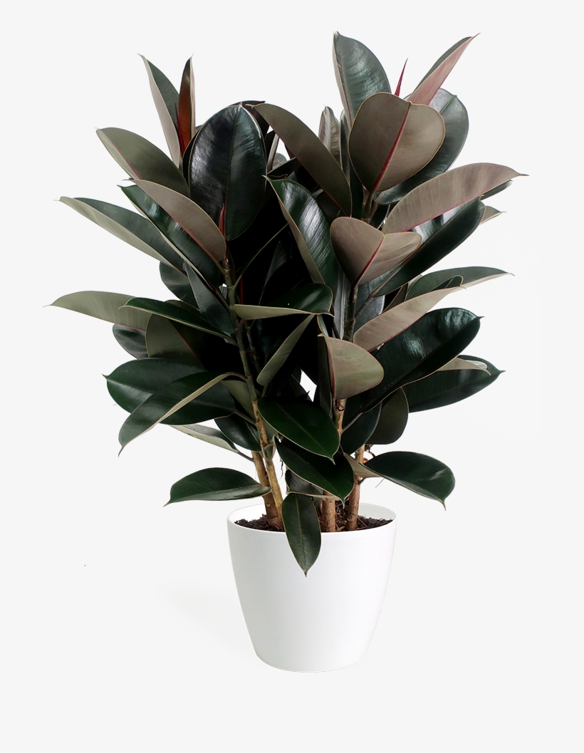 Ficus Burgundy Bush, transparent png #797346