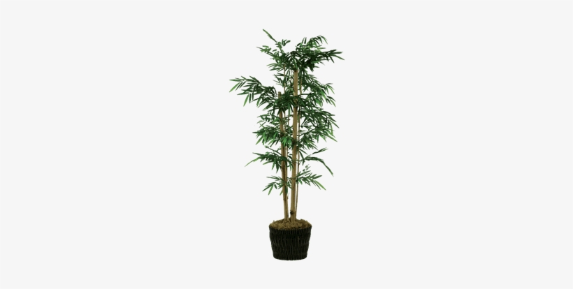silk bamboo tree in