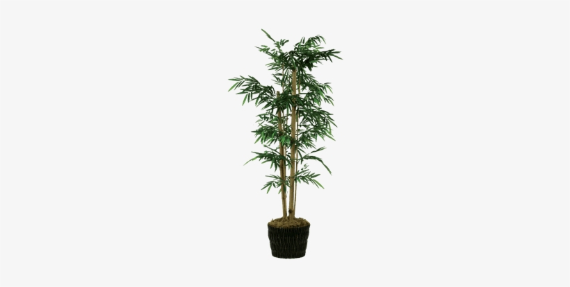 Silk Bamboo Tree In Dark Basket - Png Transparent Bamboo Tree, transparent png #797538