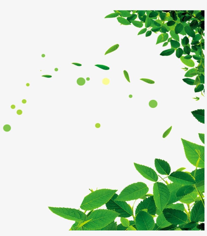 Beautiful Green Leaf Png - Weight Loss Tips Tamil, transparent png #797626