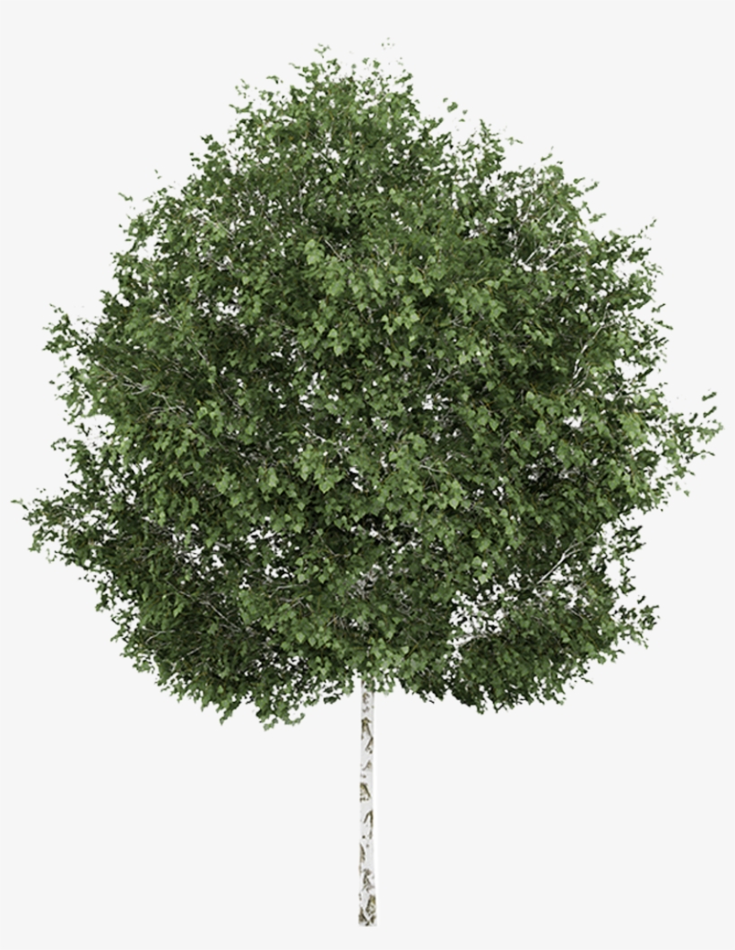 Paper Birch - Bingo - Raindanceirrigation - Co Graphic - Ginkgo Biloba Tree Png, transparent png #797694