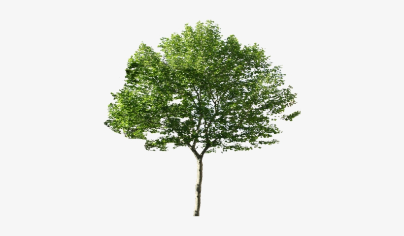Single Tree Png Png Images - Tree Png, transparent png #797713