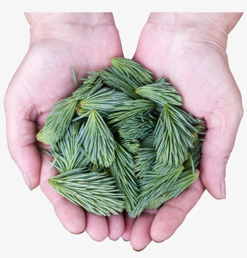 Pine Leaves Png Transparent Image - Leaf, transparent png #797766