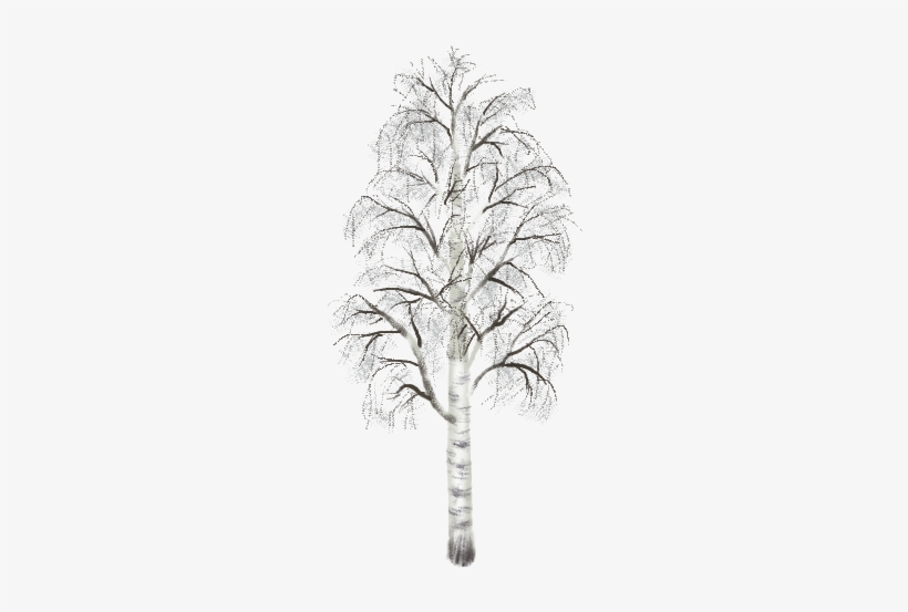 Birch 02 Mature Summer Large Hh - Birch Tree Winter Png, transparent png #797769