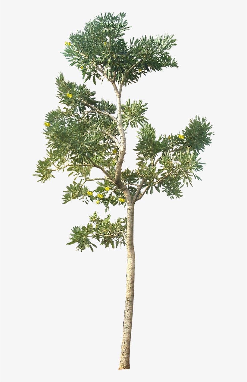 Tree Png Hd Quality - Tree Png Architecture, transparent png #797925
