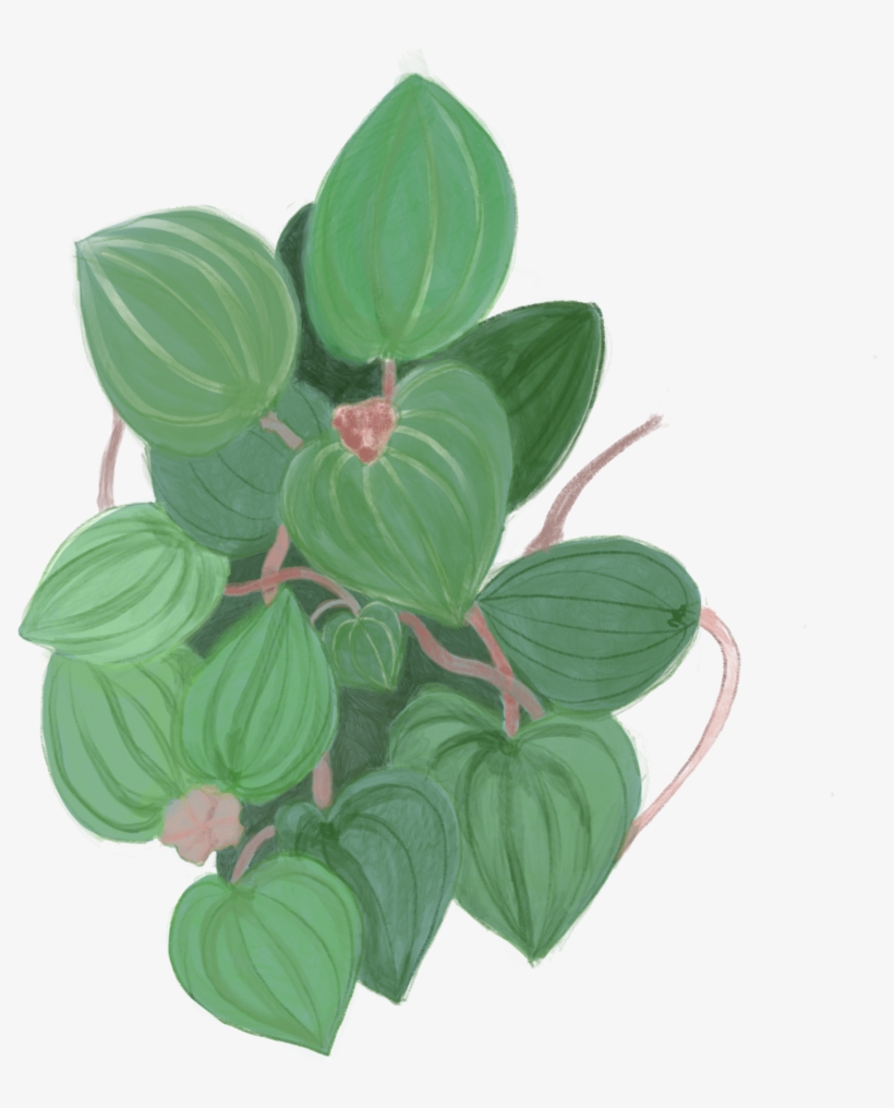 Green Leaves, transparent png #797958