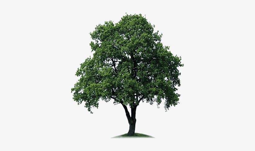 Download Free High Quality Tree Png Transparent Images - Tree Png, transparent png #797985