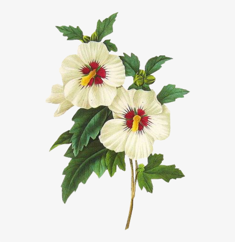 Leaves Png Green Kpopedit Edits Edit Overlay Flower - Rose Of Sharon Botanical Art, transparent png #798066