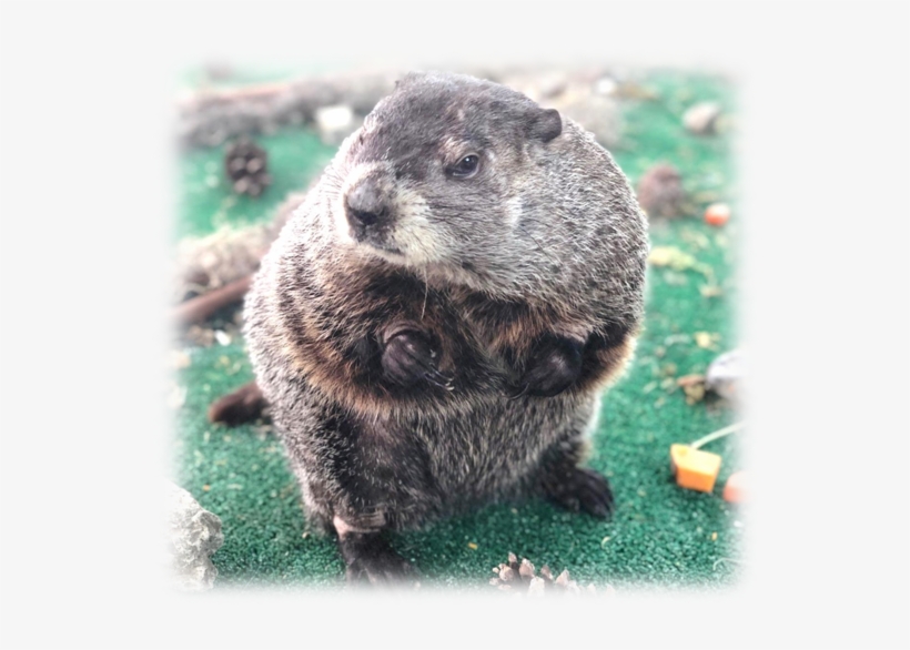 The Zoo Is Grateful For The Support Of Investors Bank - Punxsutawney Phil, transparent png #798210