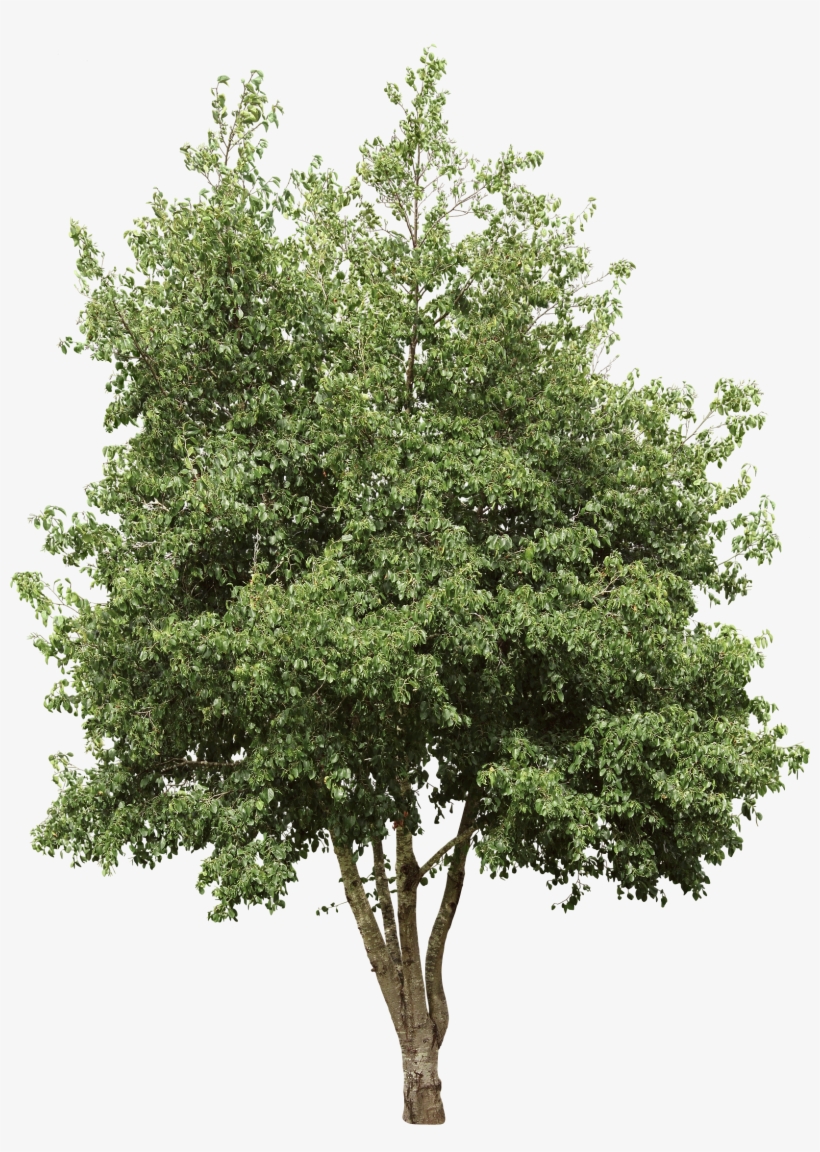 Italian Alder - Tree Cutout, transparent png #798302