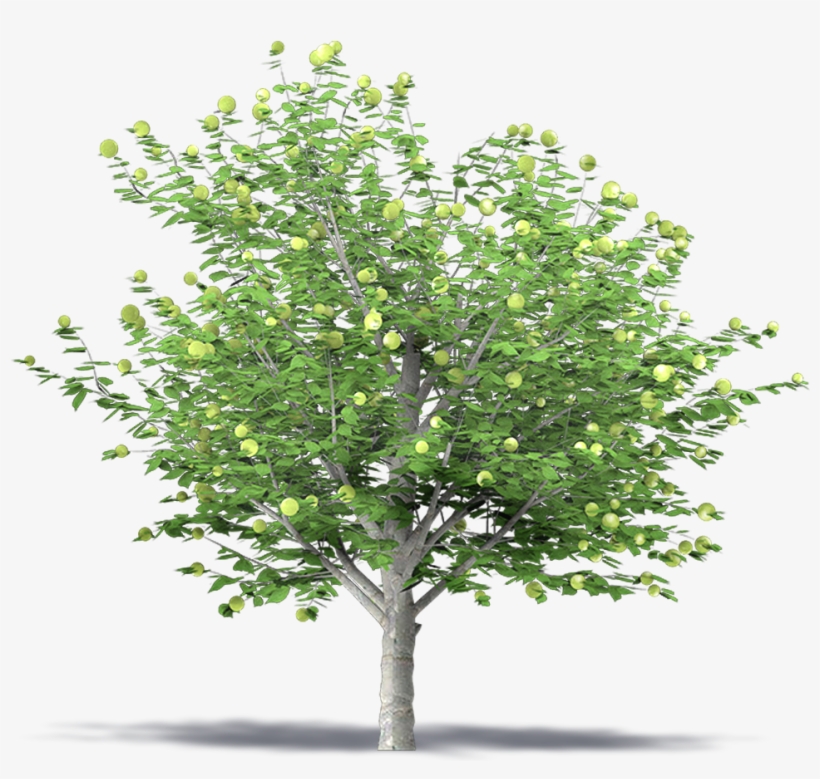 Prunus Armeniaca Tree Png, transparent png #798553