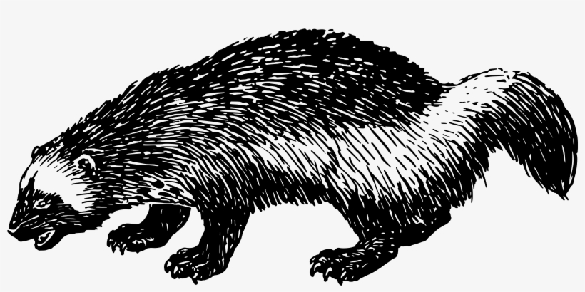 Beaver Domesticated Hedgehog Rodent Muskrat Free Commercial - Domesticated Hedgehog, transparent png #798653