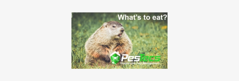 Woodchucks Image - Groundhog, transparent png #798784