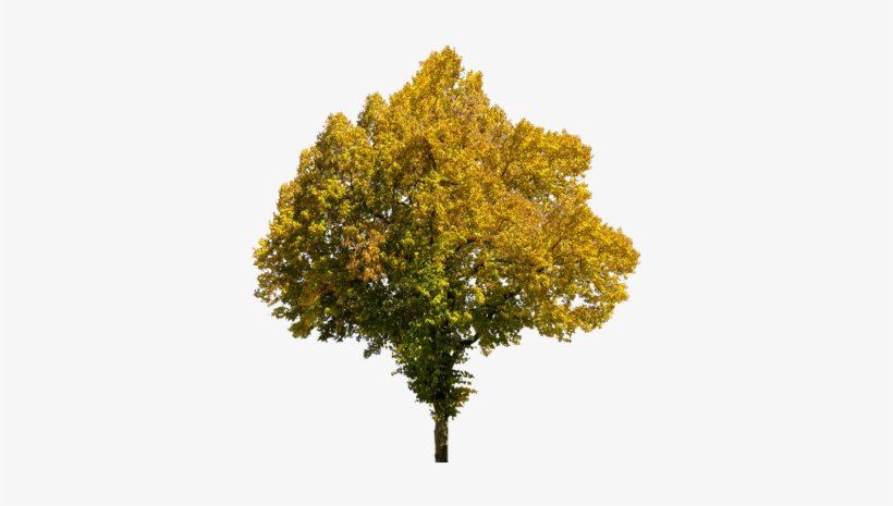 Tree In Autumn - Autumn Tree Transparent Background, transparent png #799095