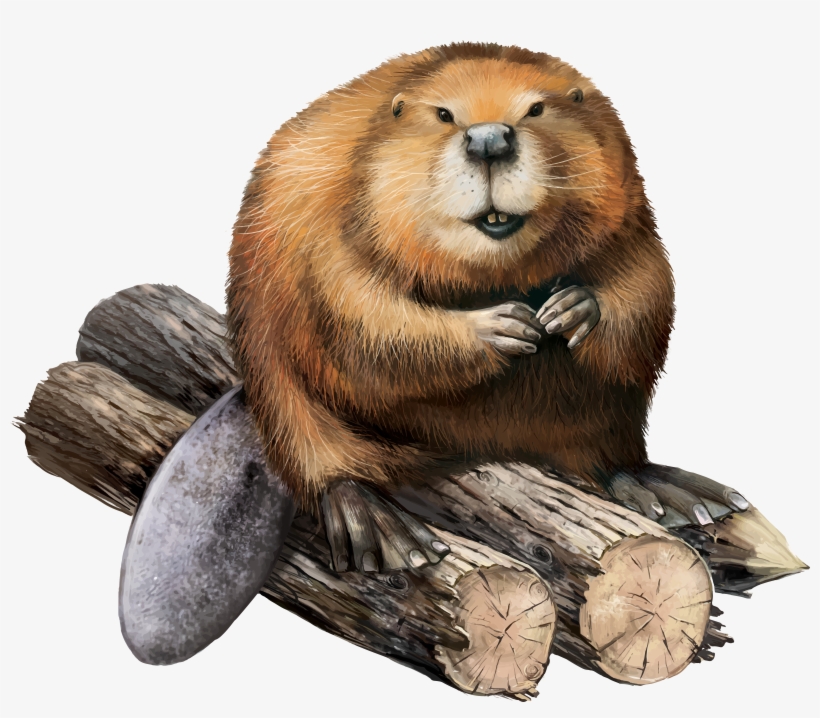 Beaver Png, transparent png #799112