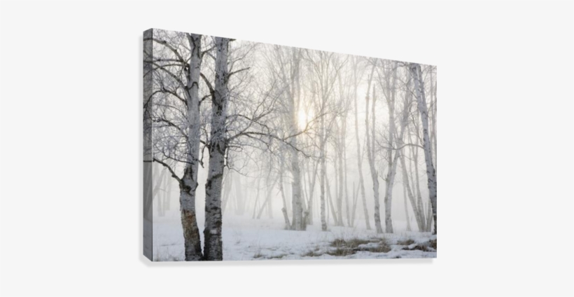 Ontario, Canada - Great Big Canvas Susan Dykstra Premium Thick-wrap Canvas, transparent png #799158