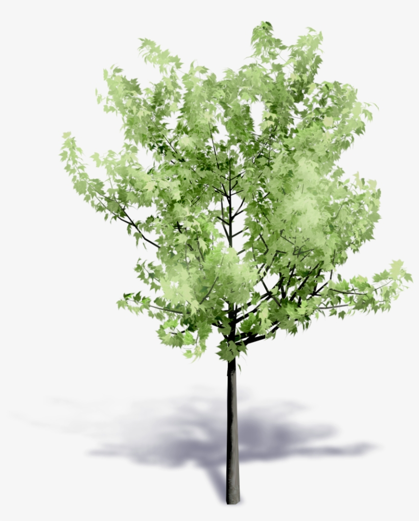 Generic Summer Tree - Building Information Modeling, transparent png #799206