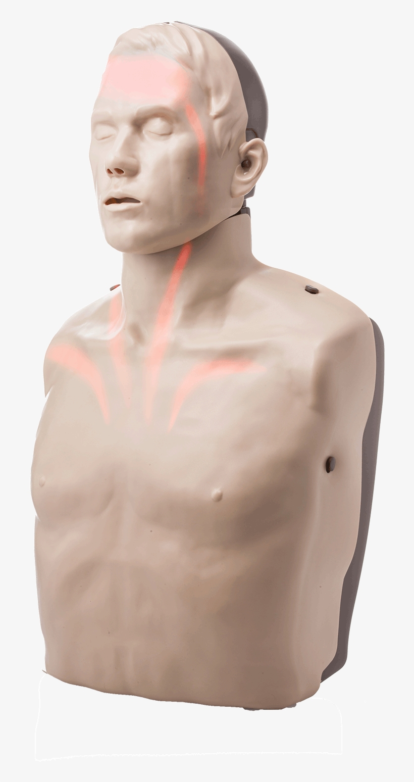 Bigred™ Cpr Manikin With Led Light Cpr Feedback - Transparent Anatomical Manikin, transparent png #799223