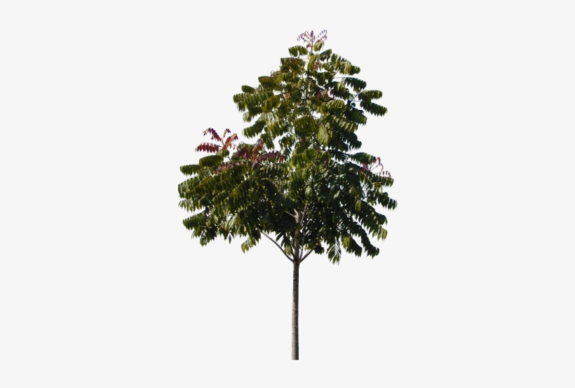 Plants/ Trees/ Tree336 - Tux Paint, transparent png #799227