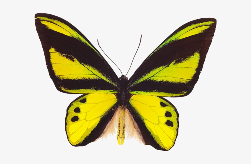 Yellow Butterfly - Ornithoptera Chimaera, transparent png #799504
