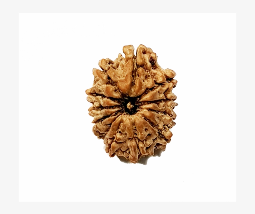 12 Mukhi Nepali (lord Surya) - Artificial Flower, transparent png #7901451
