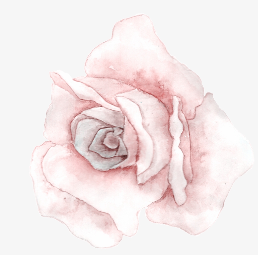 Powder White Flower Transparent Decorative - Hybrid Tea Rose, transparent png #7903120