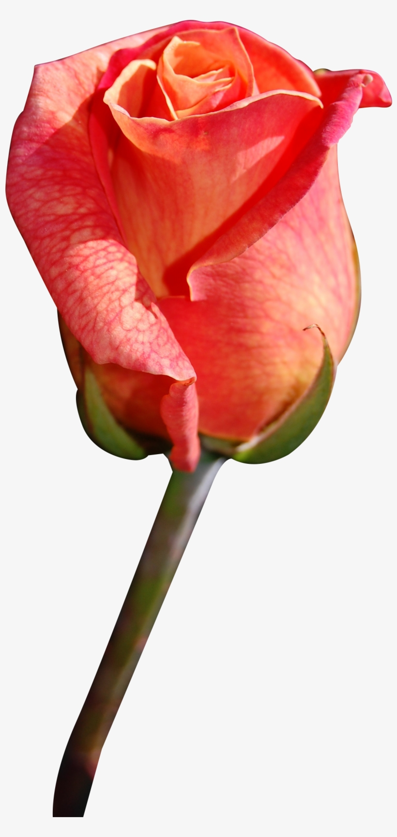 Download - Png Red Rose, transparent png #7904970