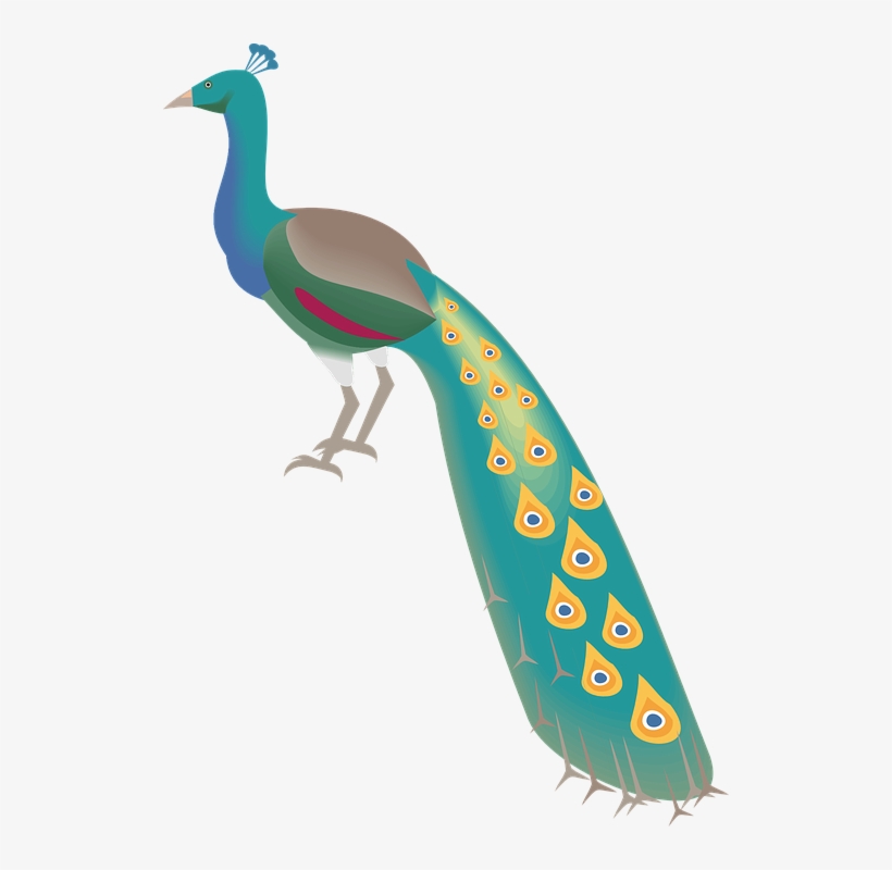 Peacock, Peafowl, Bird, Plumage, Showy Plumage - Warna Burung Merak Kartun, transparent png #7909054