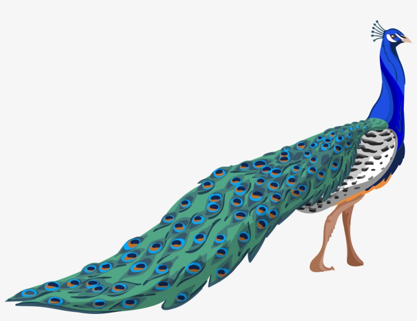 Drawn Peacock Beak - Aves Silvestre Vetor, transparent png #7909277