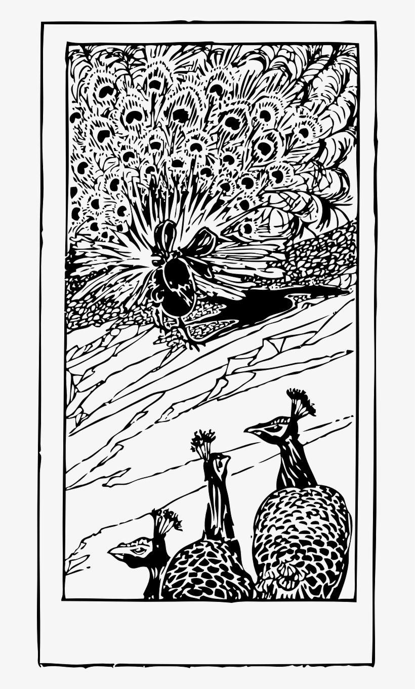 Tail,tail Feathers,free Vector - Peacocks, transparent png #7909486