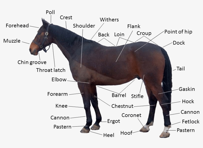 Forelock On A Horse, transparent png #7910769