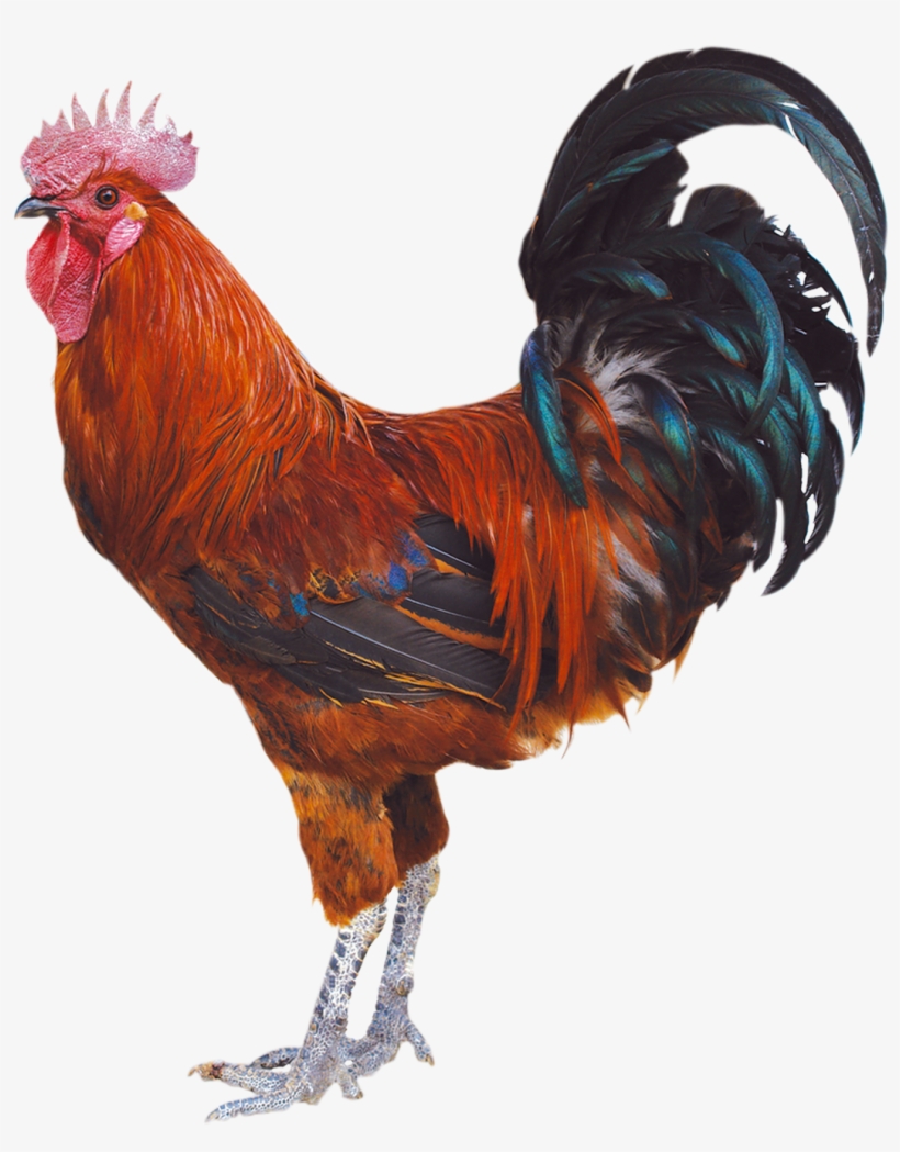 1251 X 1654 10 - Con Ga Png, transparent png #7912444