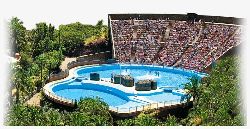 Palmitospark-2, transparent png #7912540