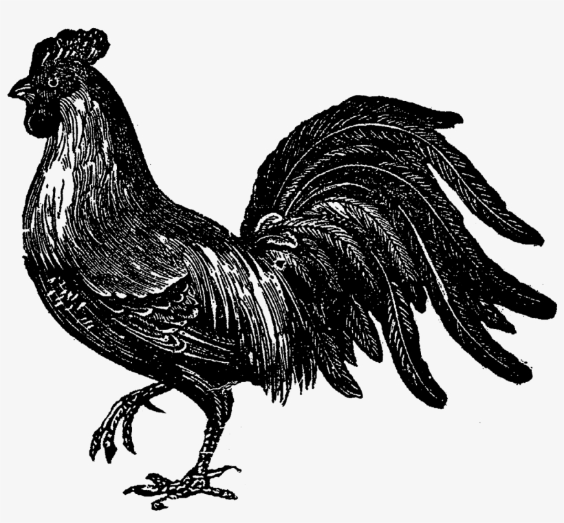 Digital Stamp Design Bird Farm Fowl Images - Rooster, transparent png #7912937
