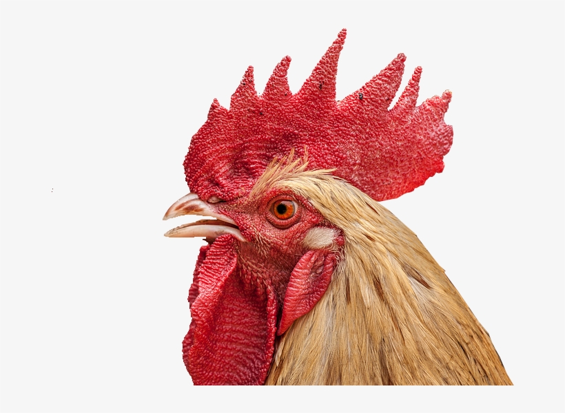 Cock Face Png, transparent png #7913081