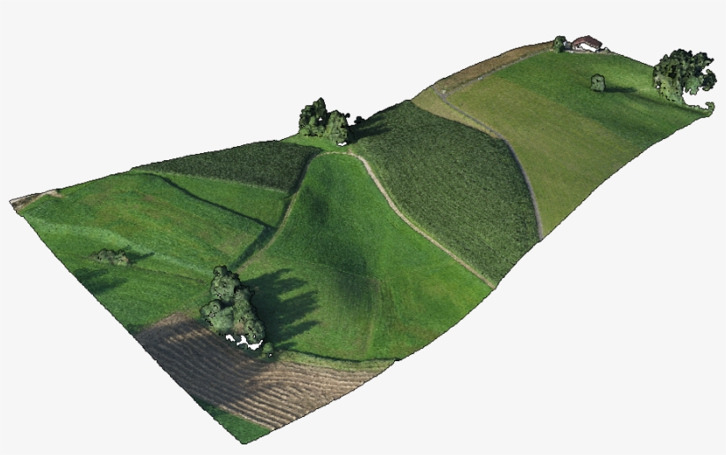 Grass, transparent png #7913592