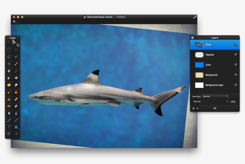 Also Rotate The Image Until The Shark's Body Is Parallel - Dark Honey Color Paint, transparent png #7918004